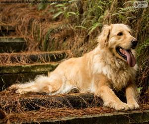 Puzzle Golden Retriever, dans le jardin