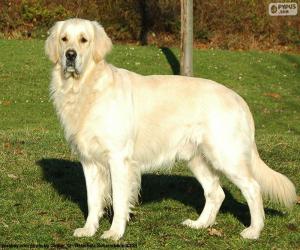 Puzzle Golden retriever