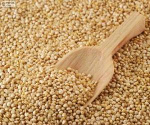 Puzzle Graines de quinoa