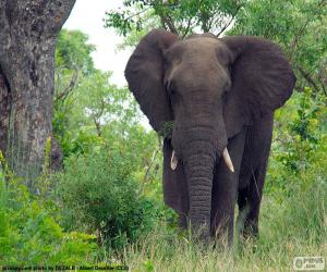 Puzzle Grand éléphant dans les bois