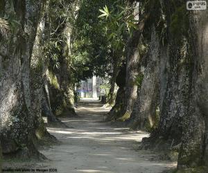 Puzzle Grands arbres, Brésil