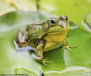 Puzzle Grenouille verte