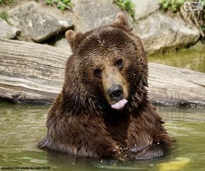Puzzle Gros ours dans l’eau