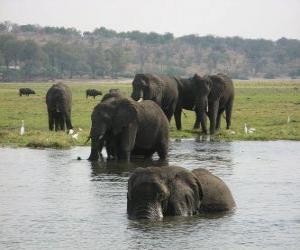 Puzzle Groupe d'éléphants dans un étang dans la savane