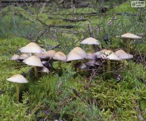 Puzzle Groupe de champignons