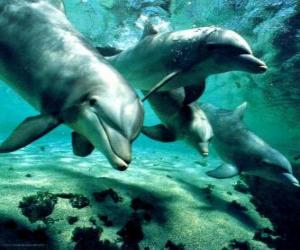 Puzzle Groupe de dauphins nageant dans la mer