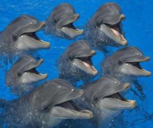 Puzzle Groupe de dauphins