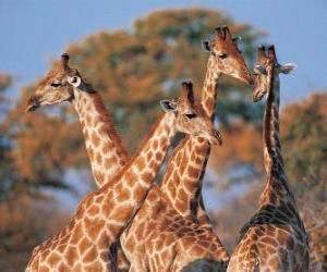 Puzzle Groupe de quatre girafes