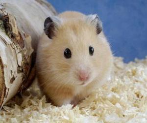 Puzzle Hamsters, rongeurs utilisés comme animaux de compagnie et des animaux de laboratoire