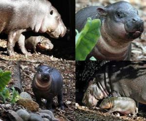 Puzzle Hippopotame pygmée au zoo de Taronga