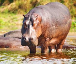 Puzzle Hippopotame sauvage