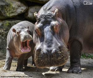 Puzzle Hippopotame à côté de leur élevage