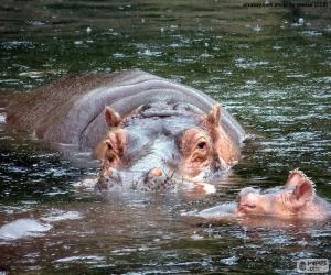 Puzzle Hippopotames dans l’eau