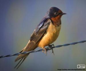 Puzzle Hirondelle rustique, espèce de passereau migrateur