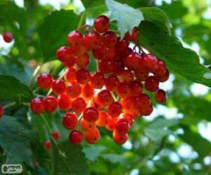 Puzzle Houx avec ses fruits rouges