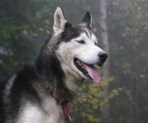 Puzzle Husky sibérien