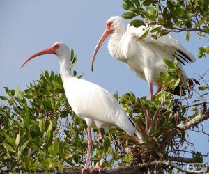 Puzzle Ibis blanc américain