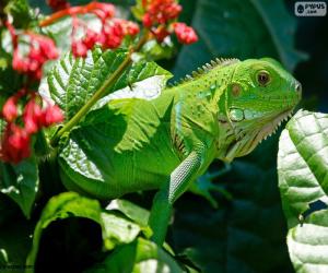 Puzzle Iguane vert