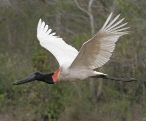 Puzzle Jabiru d'Amérique