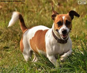 Puzzle Jack Russell Terrier