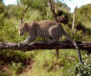 Puzzle Jaguar sur une branche d'arbre