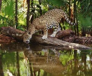 Puzzle Jaguar