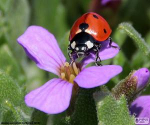 Puzzle Jolie coccinelle