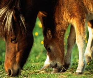 Puzzle Jument et le poulain manger de l'herbe