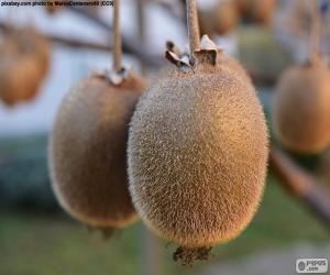 Puzzle Kiwi dans l’arborescence