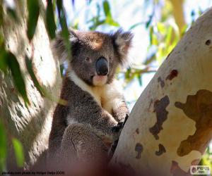 Puzzle Koala dans un arbre