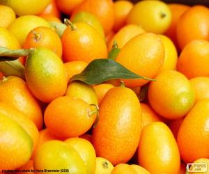 Puzzle Kumquat ou Fortunella