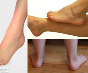Puzzle La cheville ou cou-de-pied est l'articulation qui relie la jambe et le pied