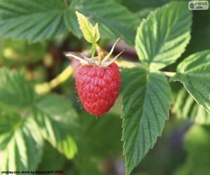 Puzzle La framboise