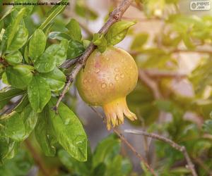 Puzzle La grenade dans l'arbre