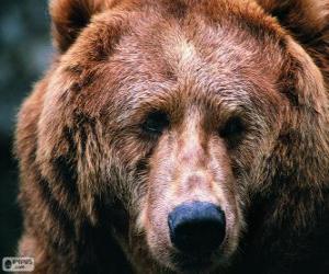 Puzzle La tête d'un grand ours