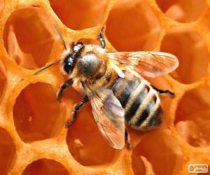 Puzzle L'abeille à miel. Les abeilles qui produisent le miel