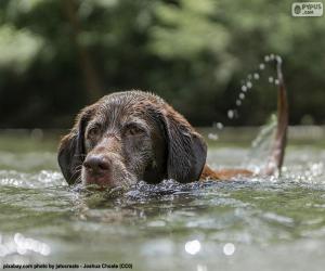 Puzzle Labrador dans l’eau