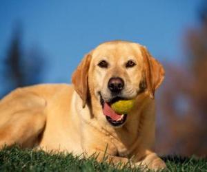 Puzzle Labrador Retriever, avec une balle dans la bouche