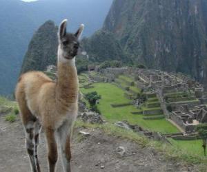 Puzzle Lama, l'animaux les plus connu de l'ancien Empire Inca