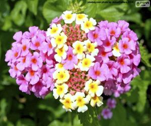 Puzzle Lantana camara