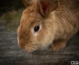 Puzzle Lapin avec longues moustaches