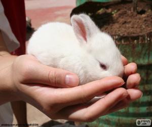 Puzzle Lapin blanc, mains