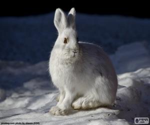 Puzzle Lapin blanc