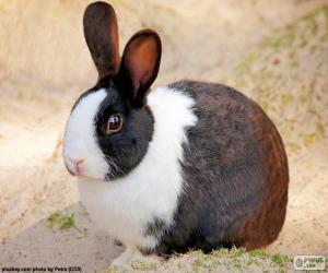 Puzzle Lapin brun et blanc