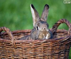 Puzzle Lapin dans un panier en osier