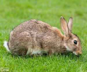 Puzzle Lapin de garenne