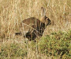 Puzzle Lapin en courant