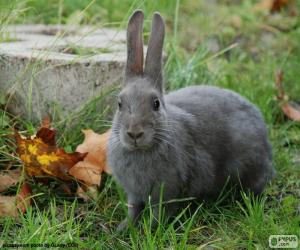 Puzzle Lapin gris