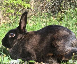 Puzzle Lapin noir