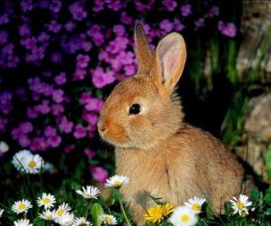 Puzzle Lapin parmi les fleurs